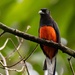 Trogon bairdii - Photo 由 cello caruso-turiello 所上傳的 (c) cello caruso-turiello，保留部份權利CC BY