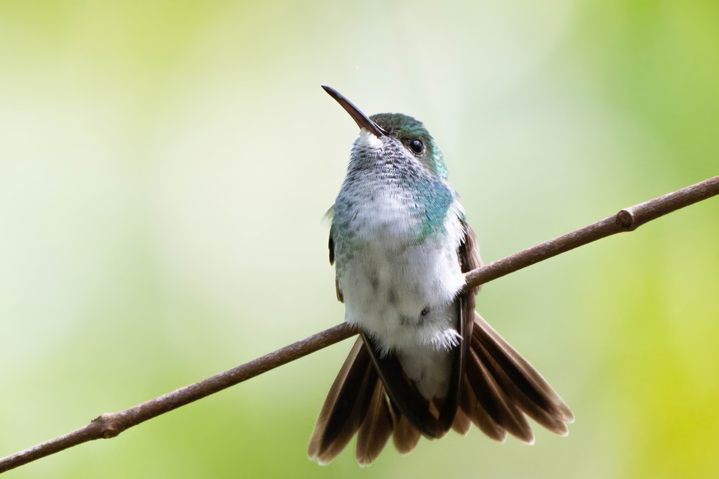 Mangrove Hummingbird photo
