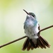 Mangrove Hummingbird - Photo (c) cello caruso-turiello, some rights reserved (CC BY), uploaded by cello caruso-turiello