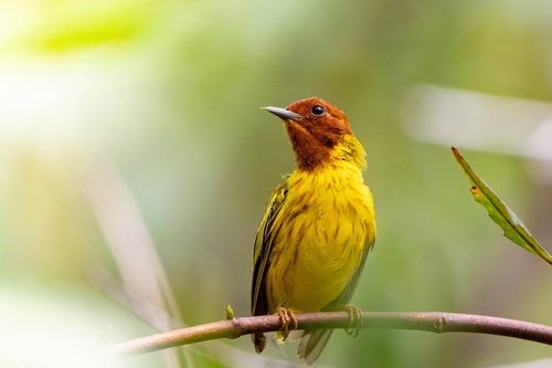 Mangrove Warbler