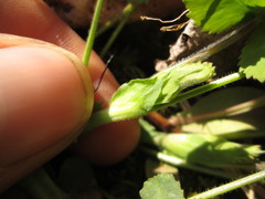 Trifolium reflexum
