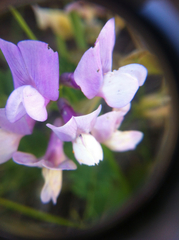 Lathyrus pauciflorus