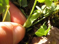 Trifolium reflexum
