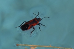 Lygaeus reclivatus
