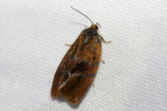 Ptycholoma lecheana
