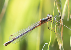 Lestes stultus