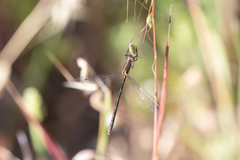 Lestes stultus