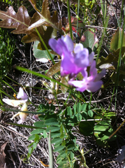 Lathyrus pauciflorus