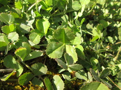 Trifolium reflexum