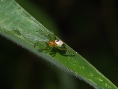 Bijoaraneus mitificus