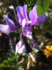 Lathyrus pauciflorus