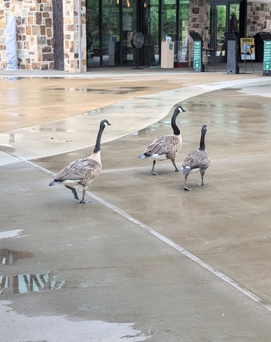 Canada Goose photographed in Alabama