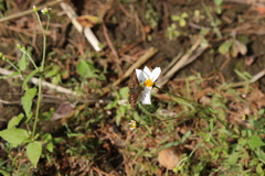 Piruna polingii