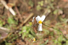 Piruna polingii