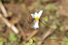 Piruna polingii