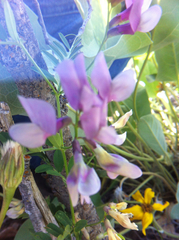 Lathyrus pauciflorus