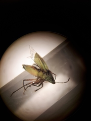 Thyanta pallidovirens