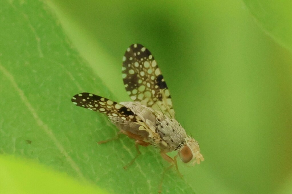 Campiglossa albiceps in July 2024 by mistycal · iNaturalist