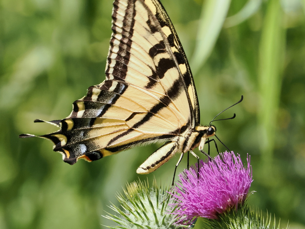 Western Tiger Swallowtail From South Arroyo, Pasadena, Ca, Usa On July 