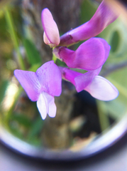 Lathyrus pauciflorus