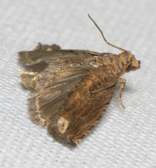 Epiblema abruptana