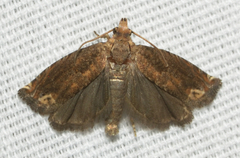 Epiblema abruptana