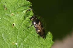 Tomoxia bucephala