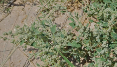 Chenopodium incanum