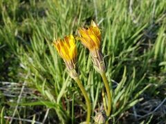 Agoseris monticola
