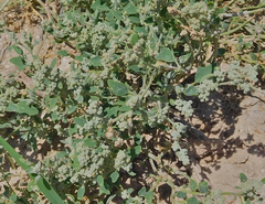 Chenopodium incanum