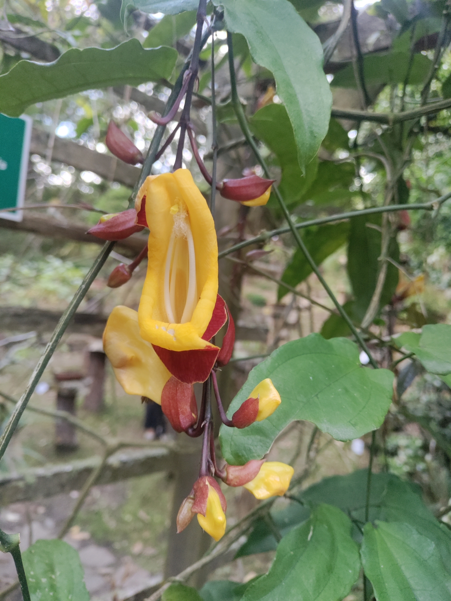 Thunbergia mysorensis image