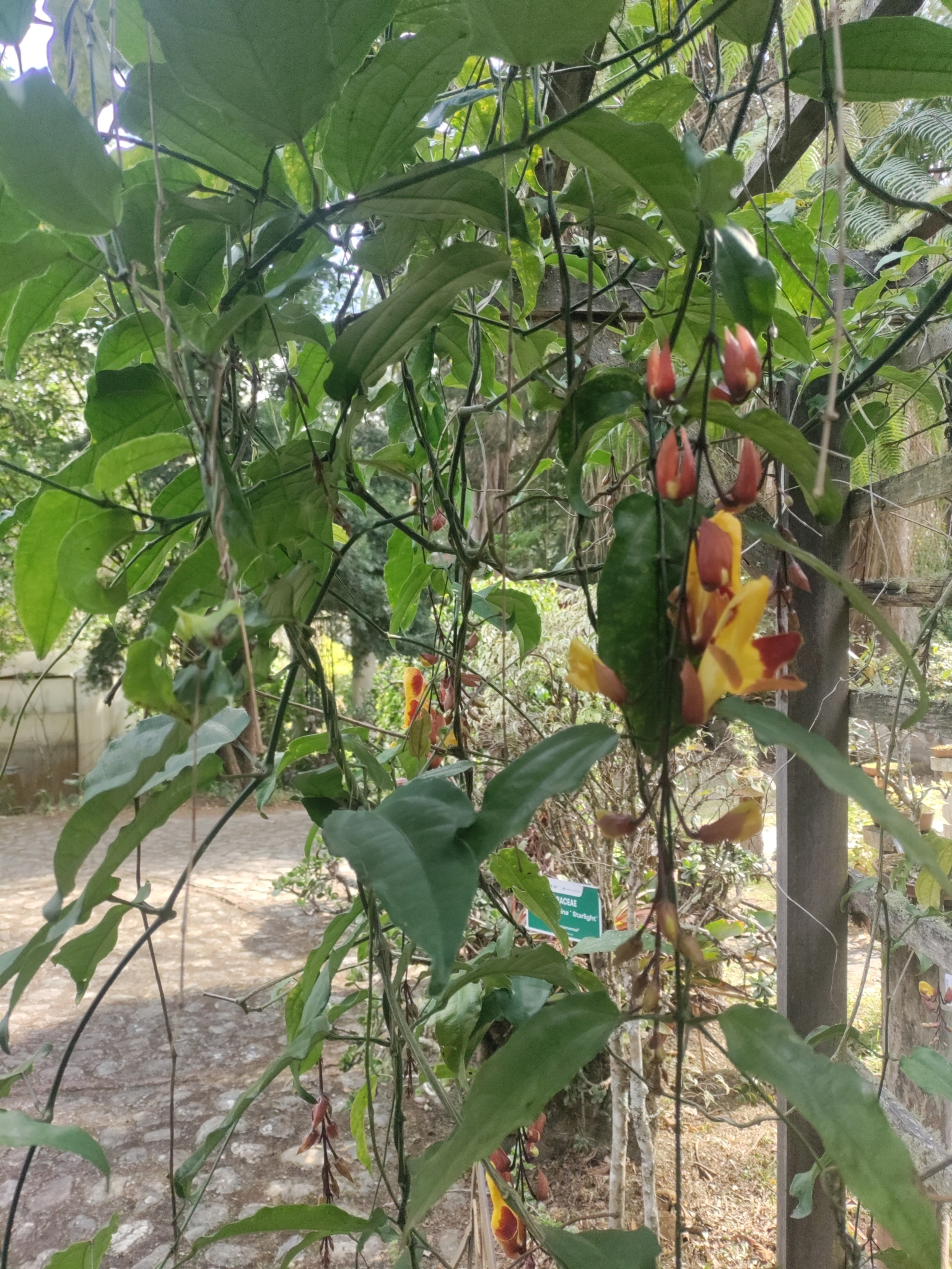 Thunbergia mysorensis image