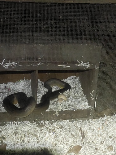 (Brown) Water python, Liasis fuscus