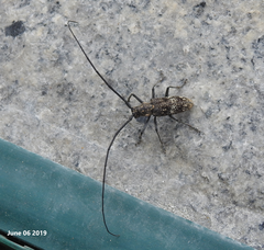 Monochamus saltuarius