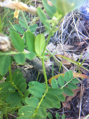 Lathyrus pauciflorus