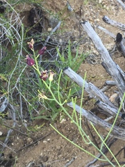 Caulanthus amplexicaulis amplexicaulis