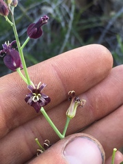 Caulanthus amplexicaulis amplexicaulis