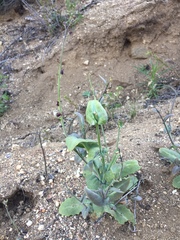 Caulanthus amplexicaulis amplexicaulis