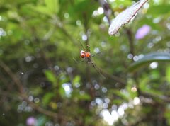 Argyrodes miniaceus