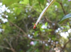 Argyrodes miniaceus