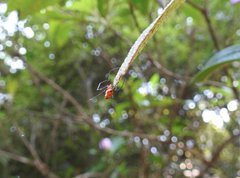 Argyrodes miniaceus