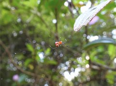 Argyrodes miniaceus