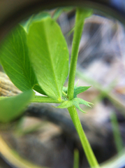 Lathyrus pauciflorus