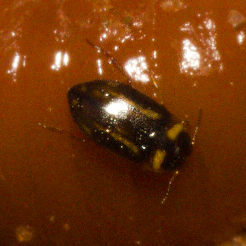 Amarodytes