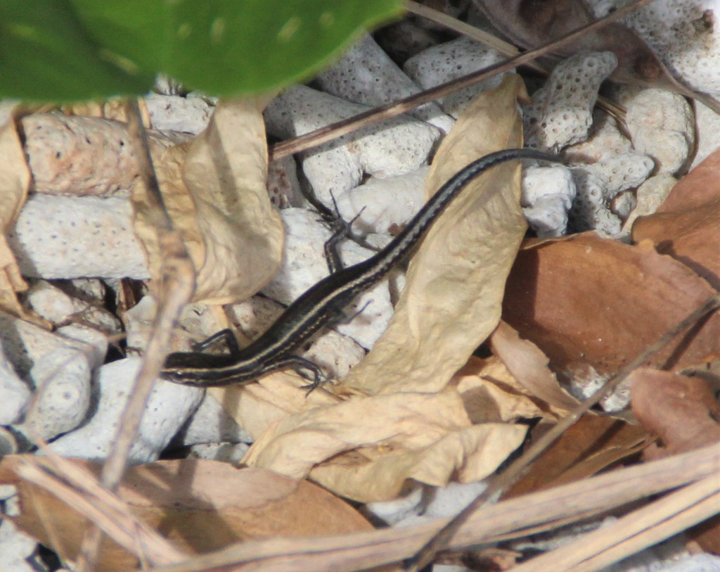 Vanuatu Snake-Eyed Skink