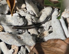 Cryptoblepharus novohebridicus