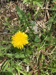 Taraxacum officinale
