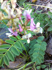 Astragalus cibarius