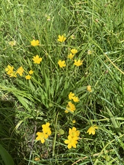 Ranunculus alismifolius