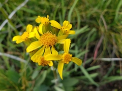 Senecio scorzonella